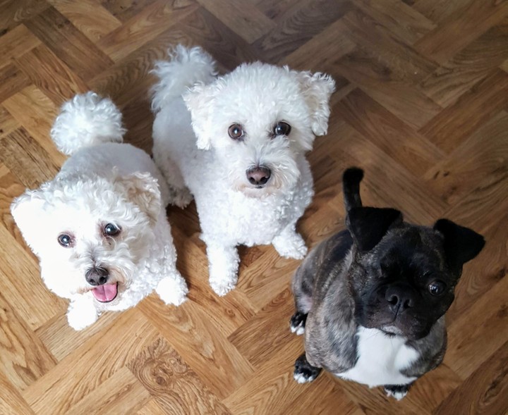 my 2 white teddy bears and their rescued brother
