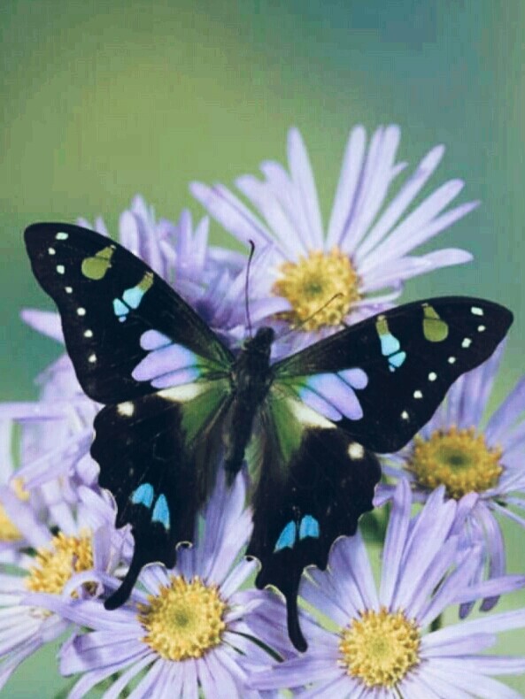Papillon sur des fleurs  !!!!