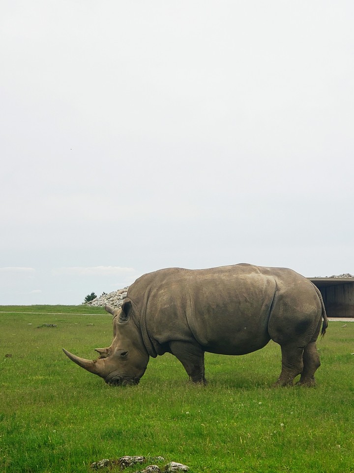 Rhino