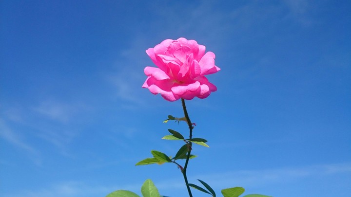 Rosa solitária
