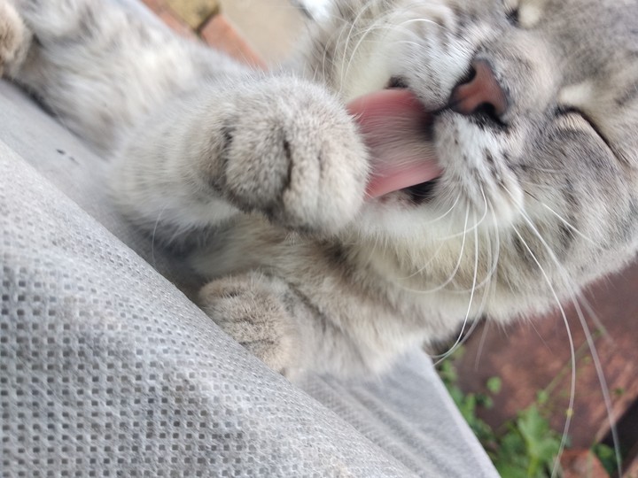 Котёнок