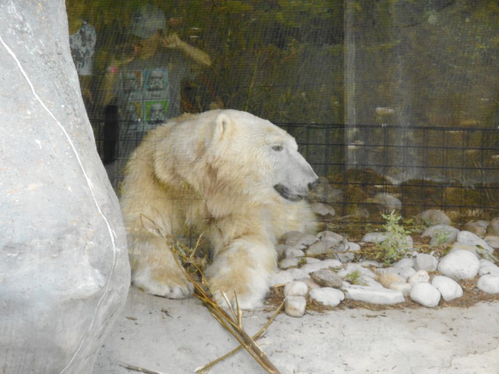 Polar Bear