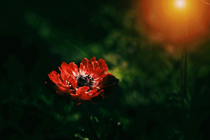 flower