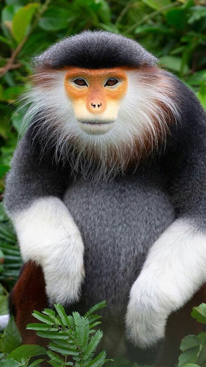 ?.......thank you so much dear monkey