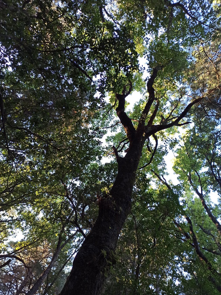 Pineta