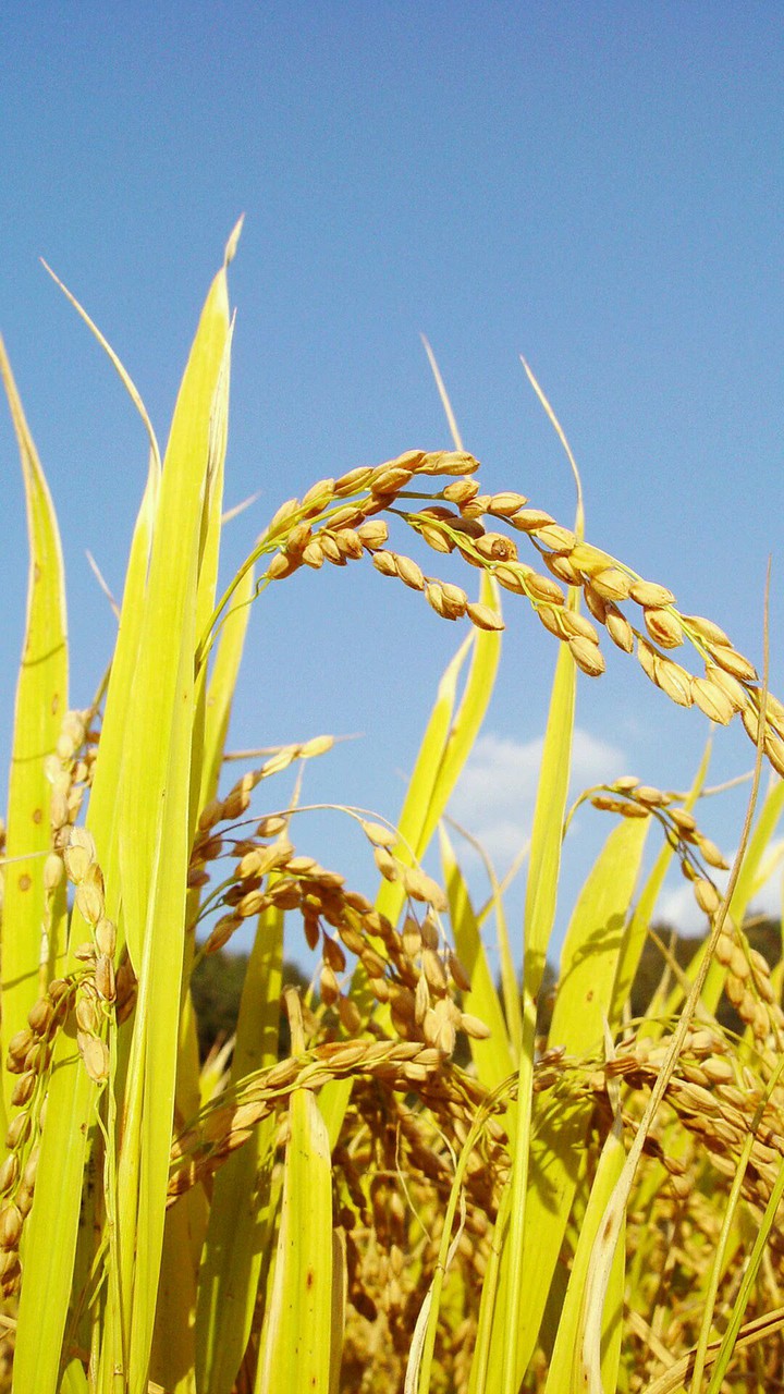 Field Of Rice