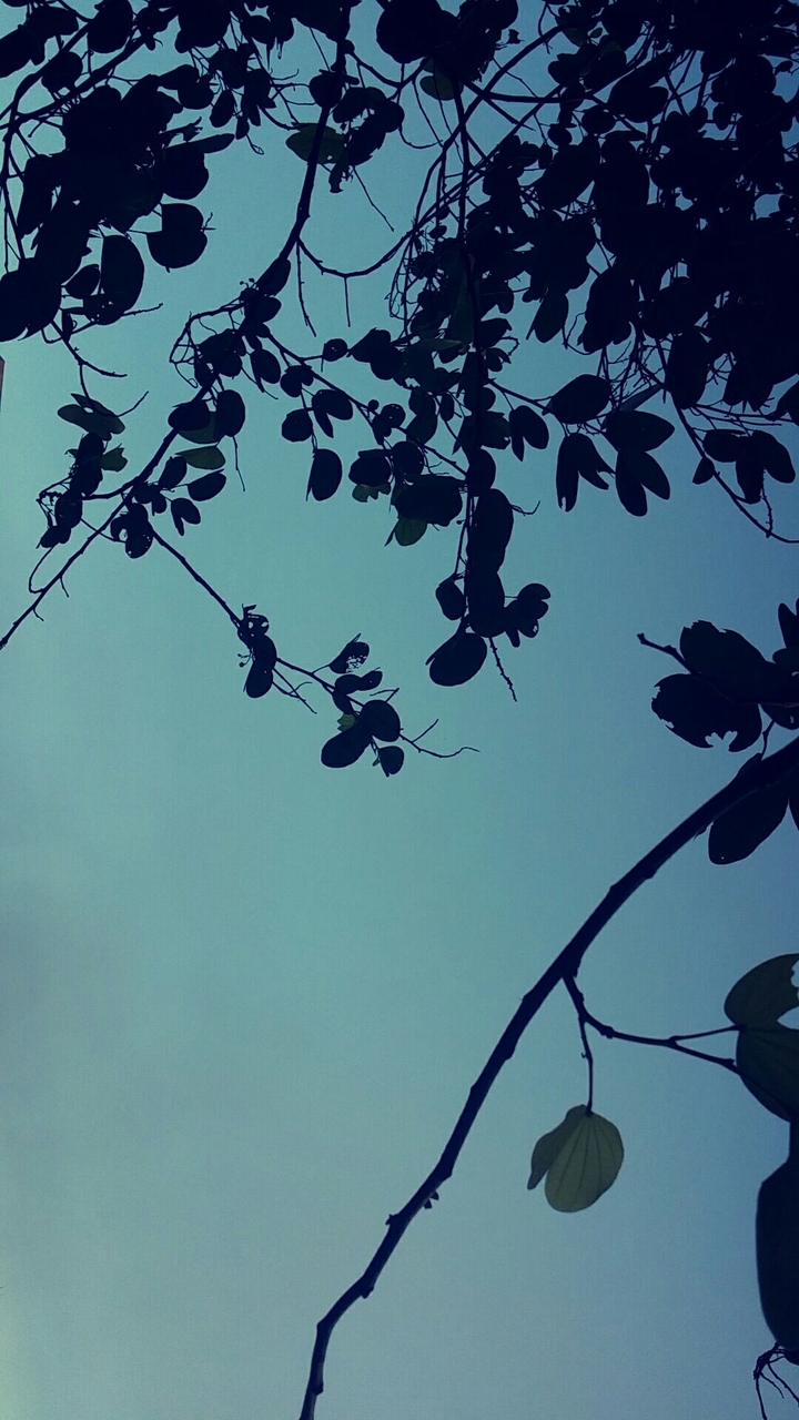 sunset tree