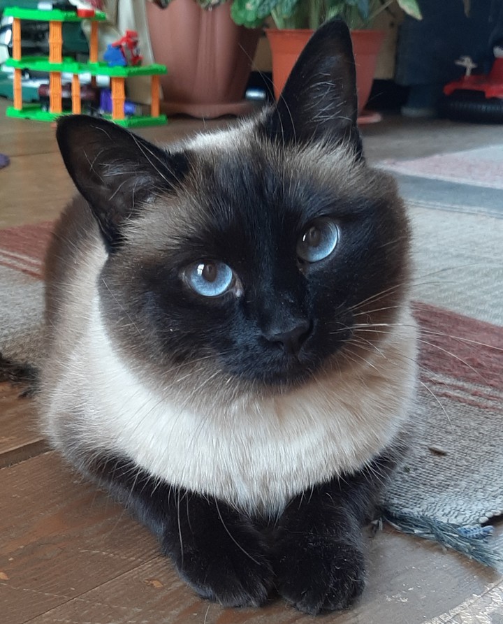 Кошка