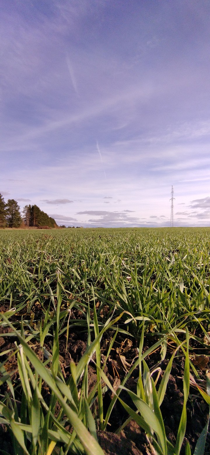 Winter crops