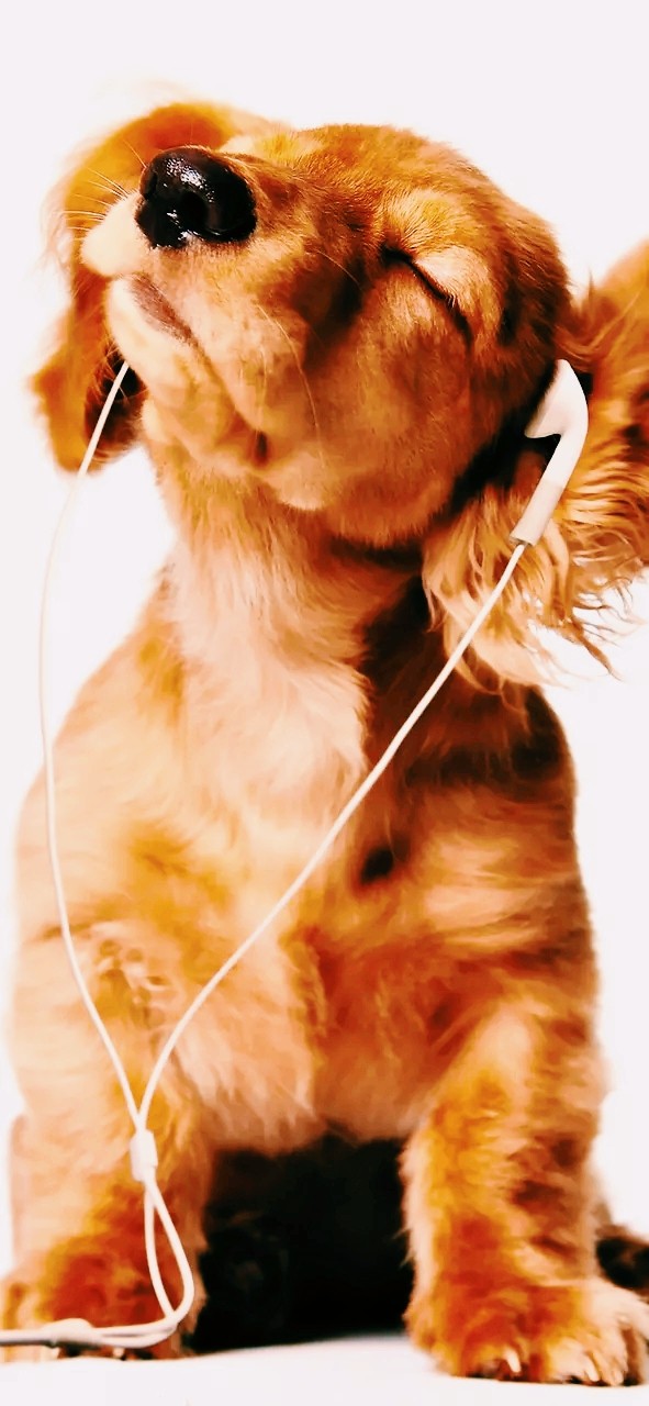 Music Lover