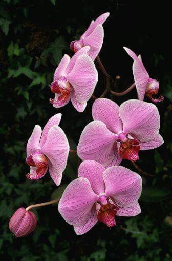 Pink orquídeas.