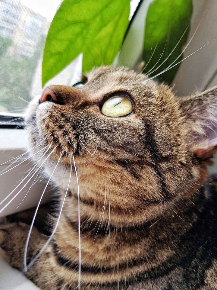 cat
