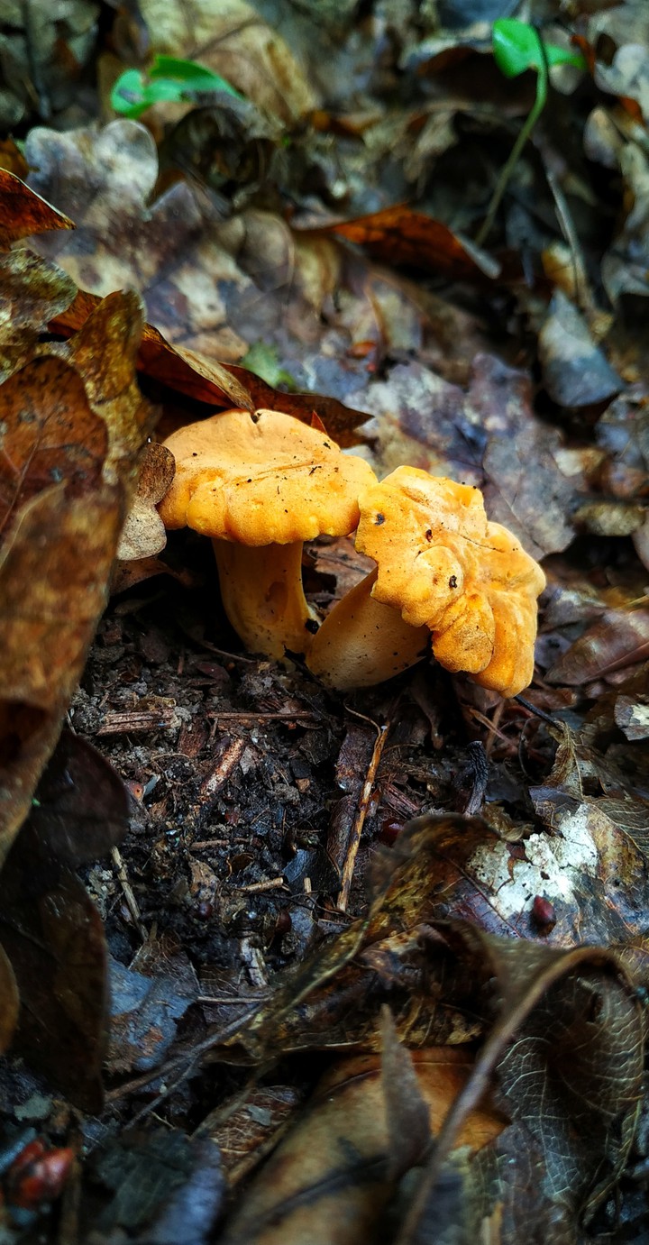 mushroom