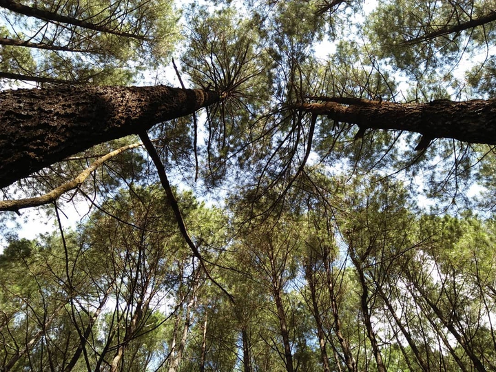 Tree nature's