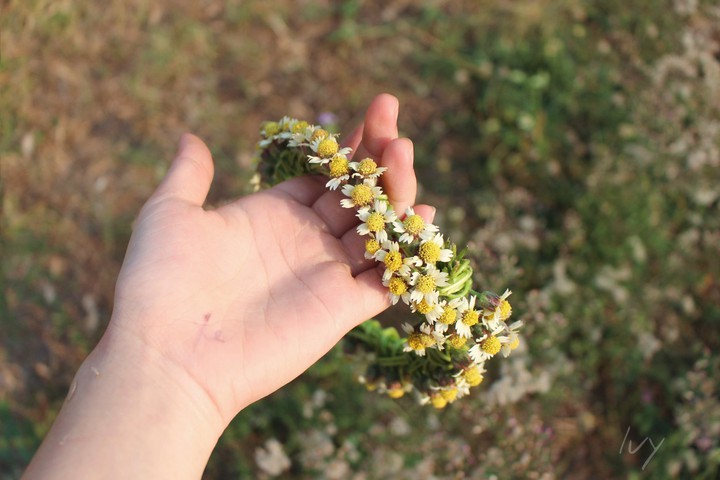 wild daisy