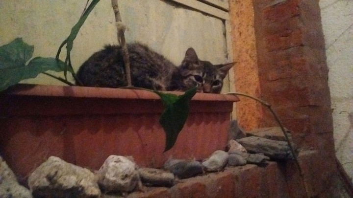 Gato