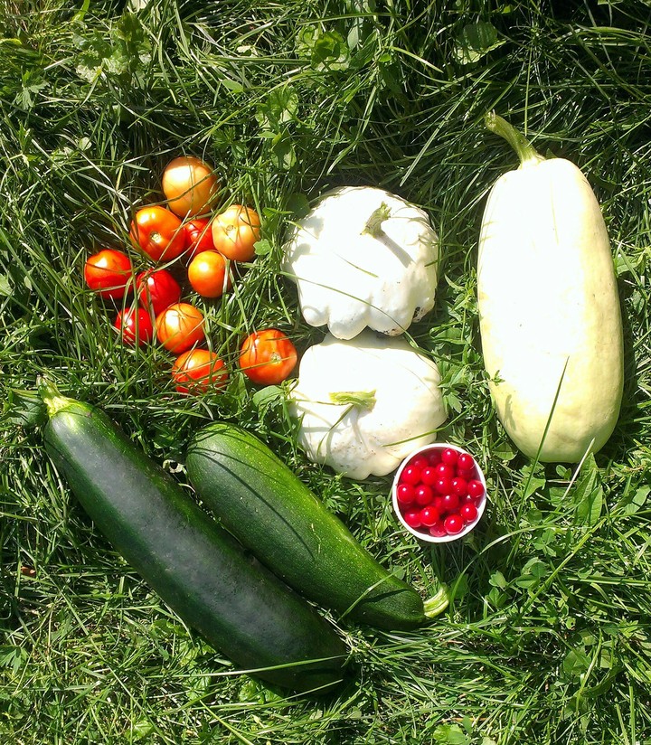 The harvest)))