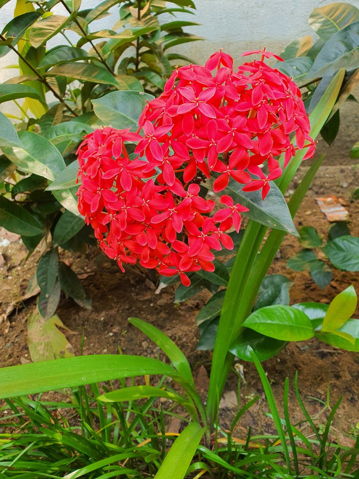 flowers