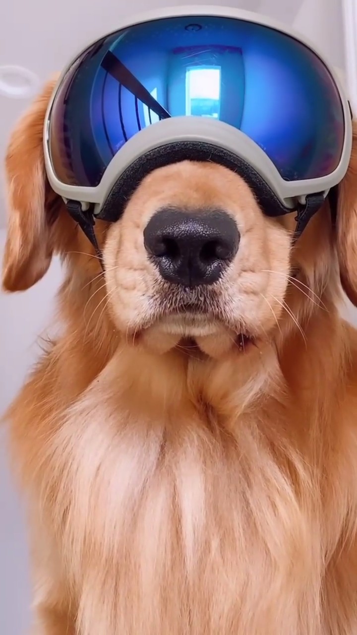 GOLDEN RETRIEVER ?