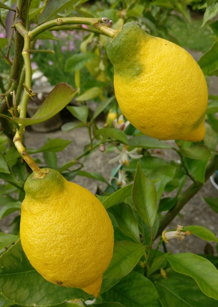 citron