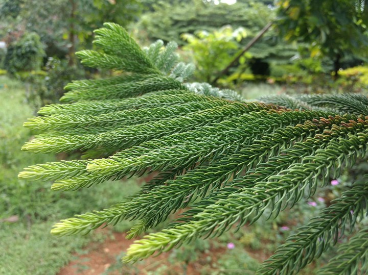 the wave of leaves