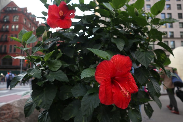 Red Flowers