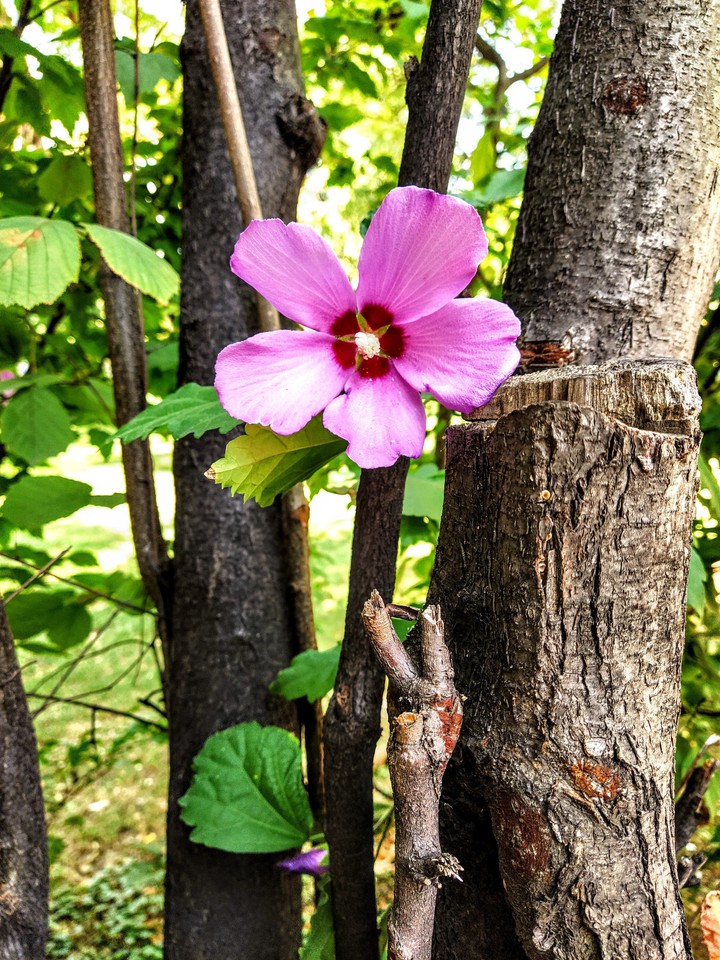 Lepota...