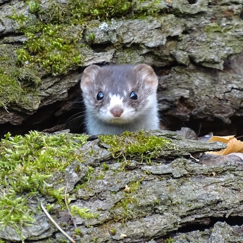 обои weasel, mustelidae