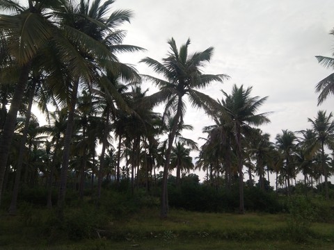 hình nền nature, elaeis
