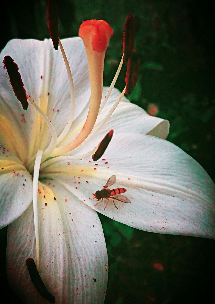 Lilly my home