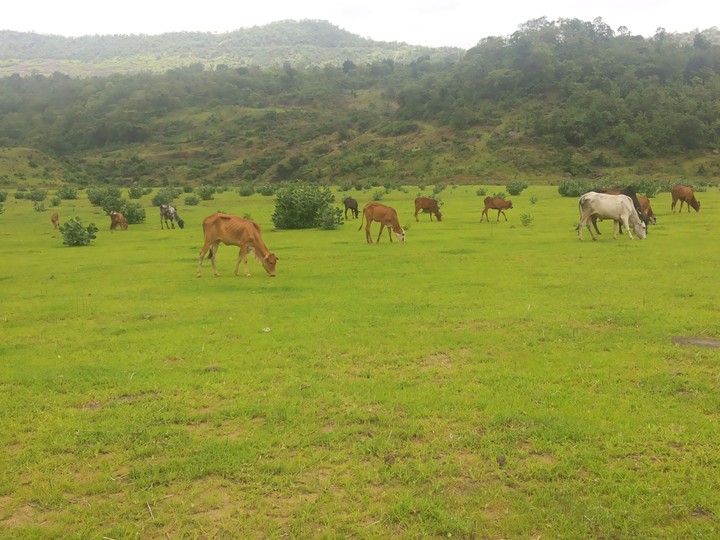 COUNTRY SIDE