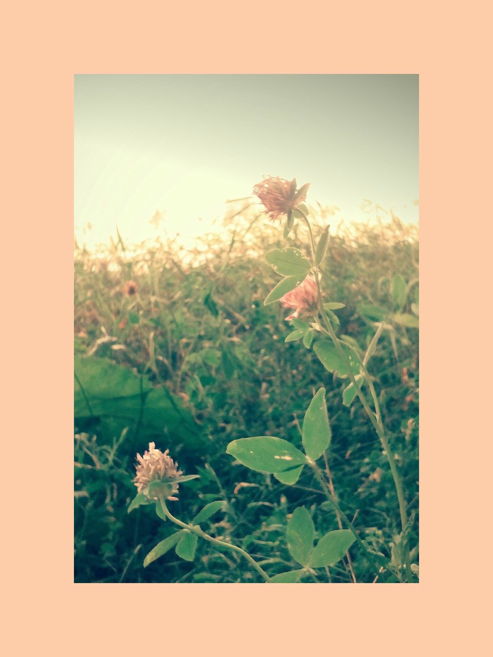 Beige clover