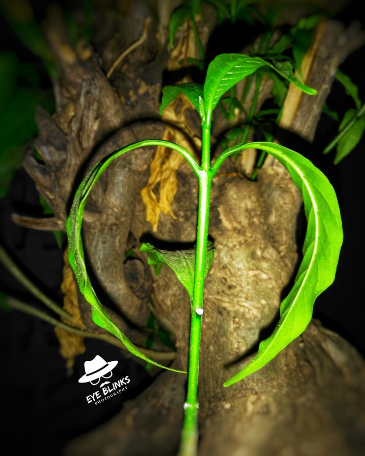 green love