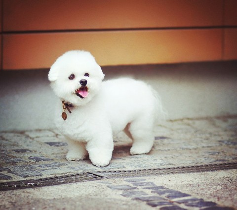dog