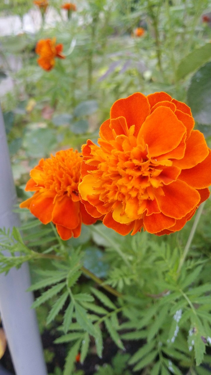 floreale