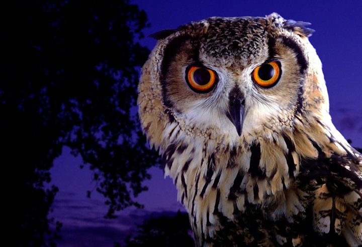 Owl