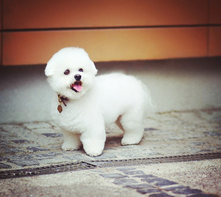 dog