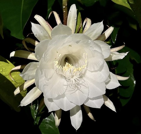 epiphyllum, plants wallpapers