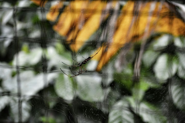 Spider