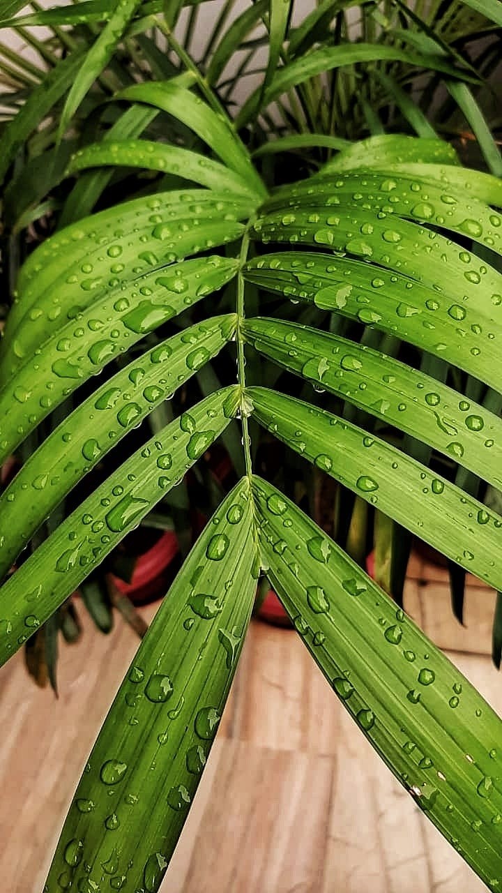 Drops