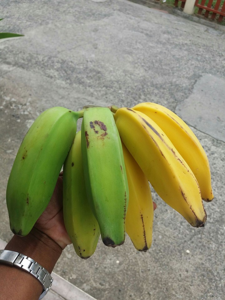 fruit