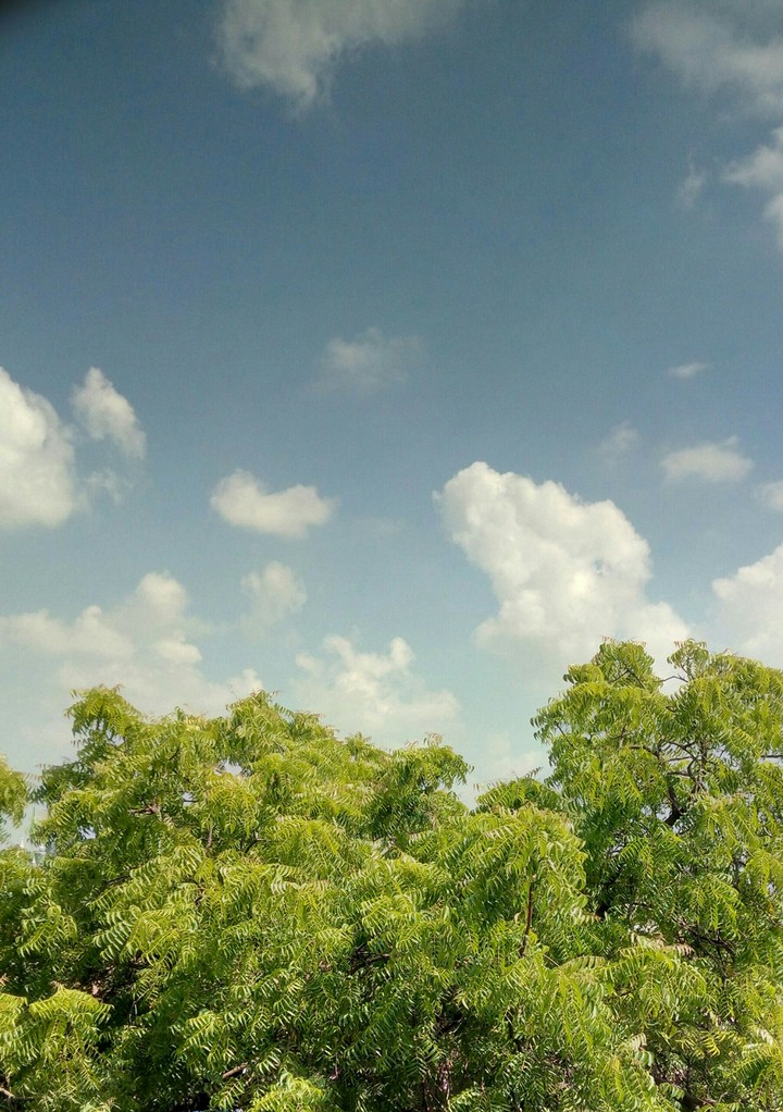 New feel of morning with tree.