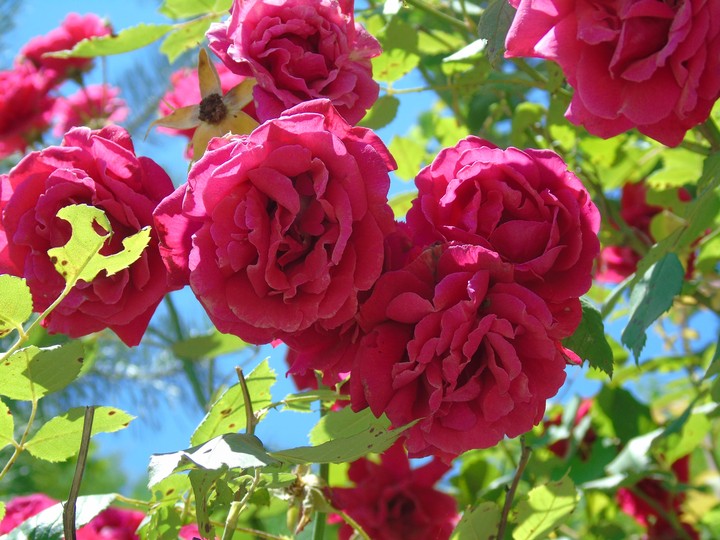 Roses in Guba