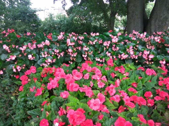 shades of Pink
