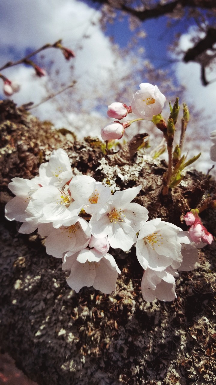CherryBlossom