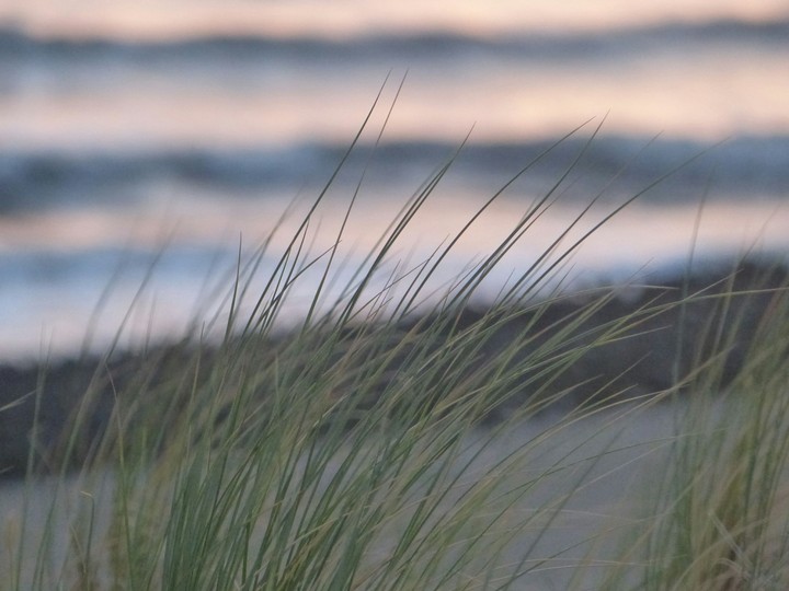 Gras im Wind