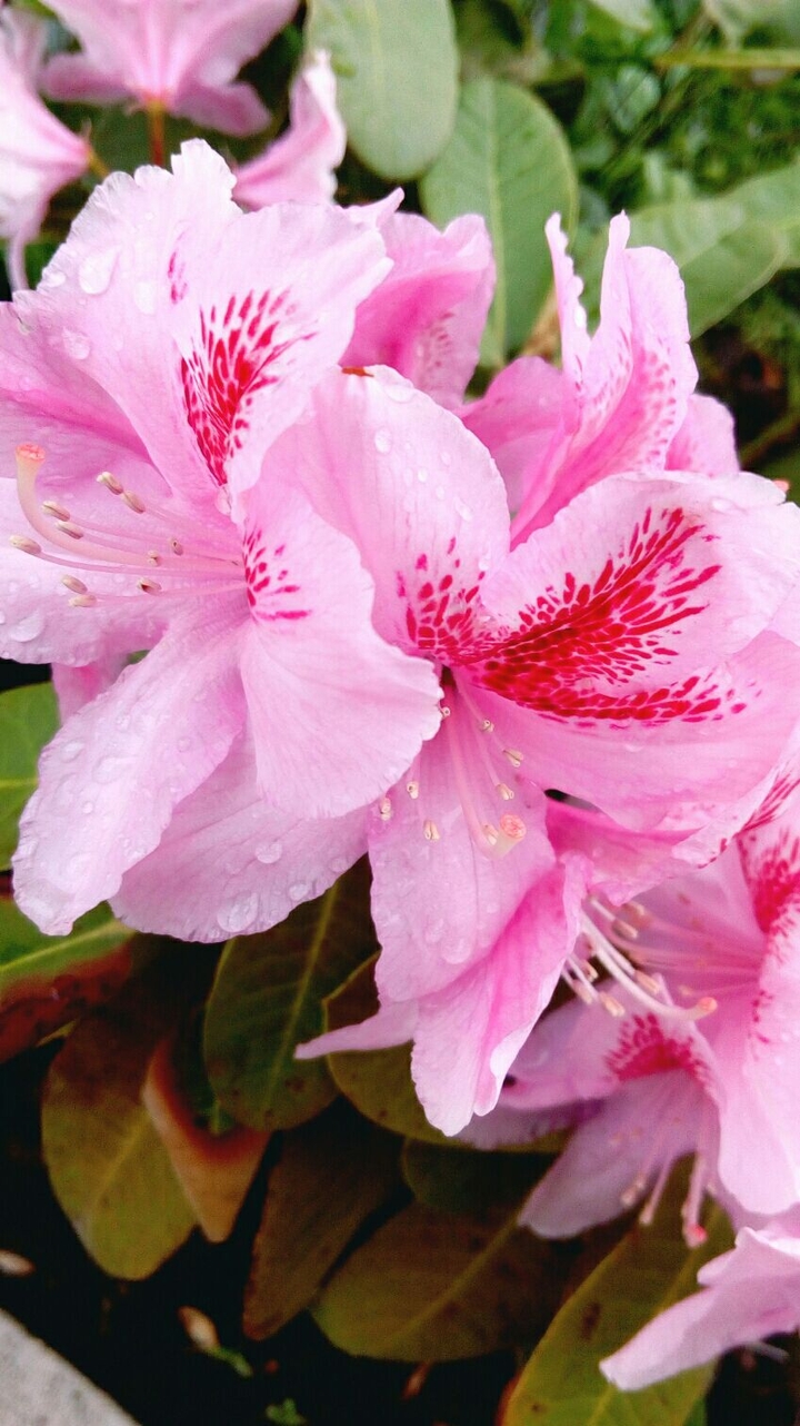 pink rhododendron