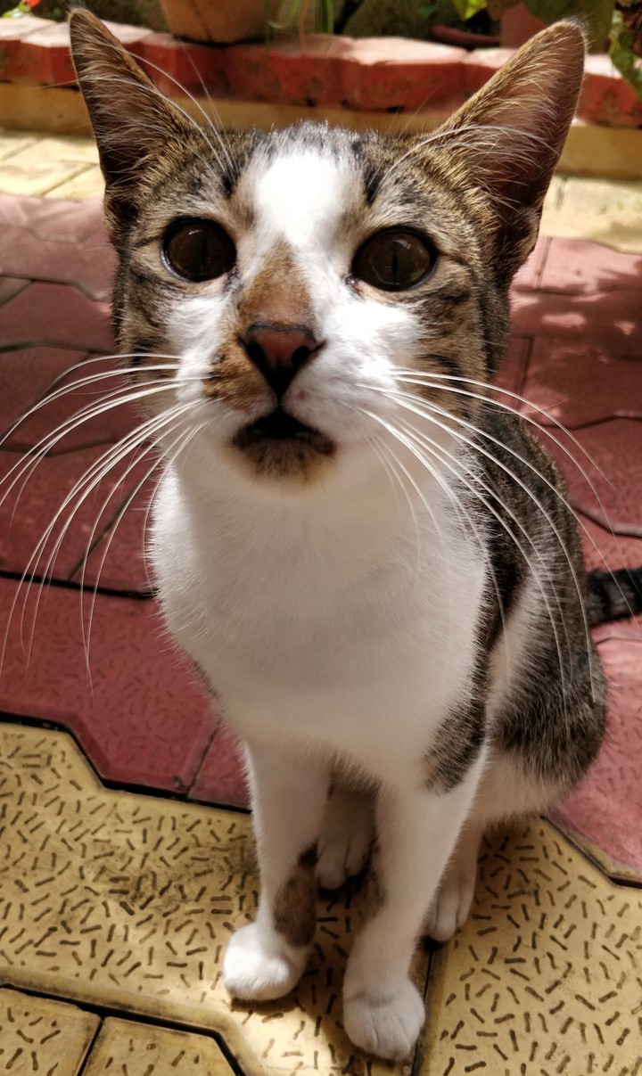 Cute Cat