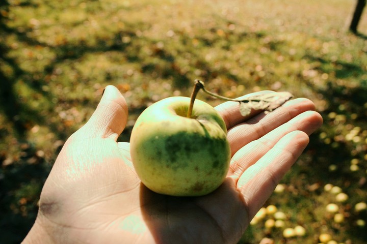 Apple Picking