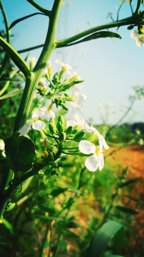 flower